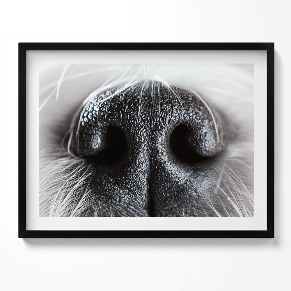 Tablou rama Prim-plan al nasului unui animal