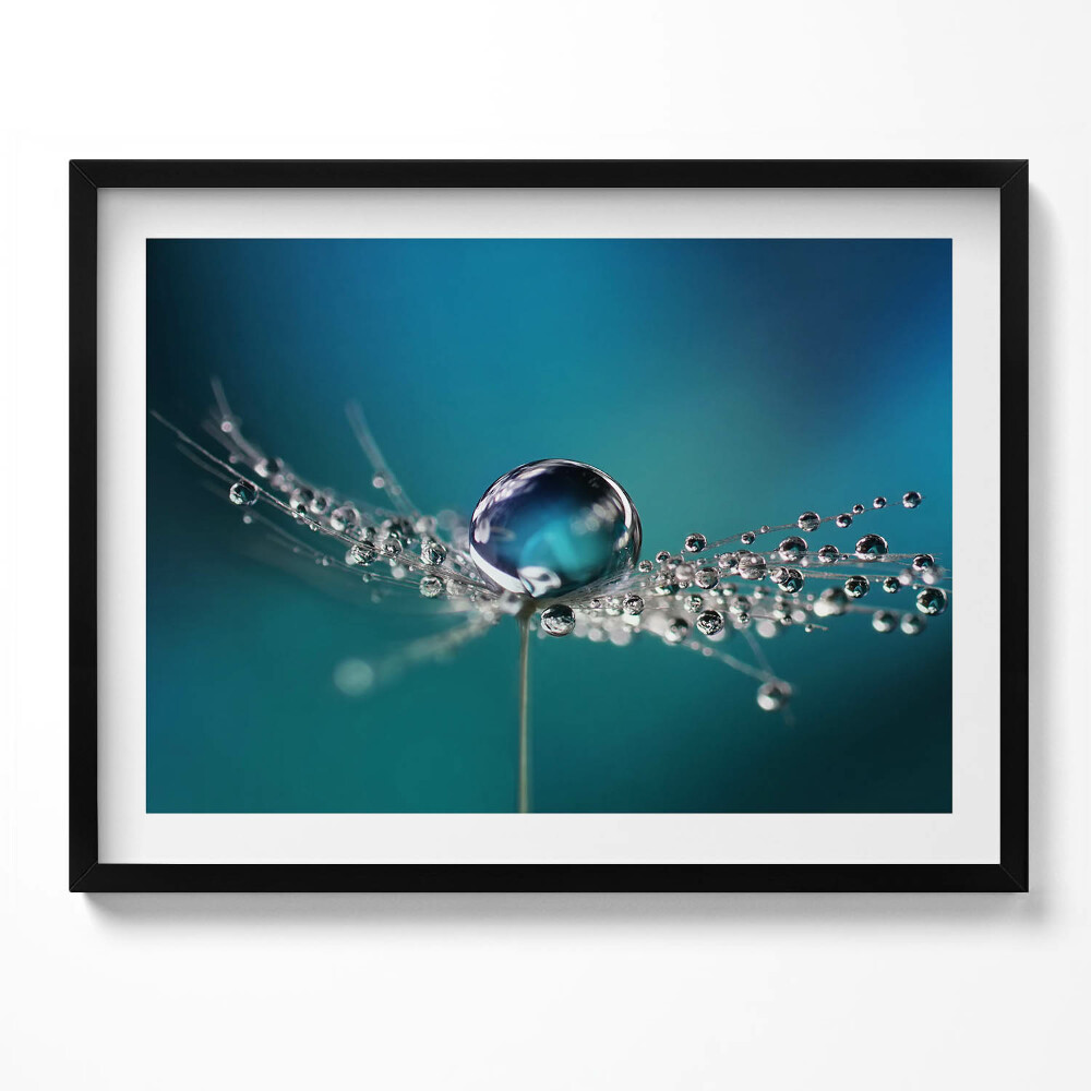 Tablou rama O picătură de rouă pe o păpădie
