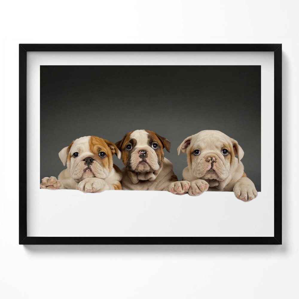 Tablou rama Trei căței de câine