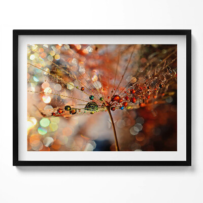 Tablou living cu rama Păpădie și rouă