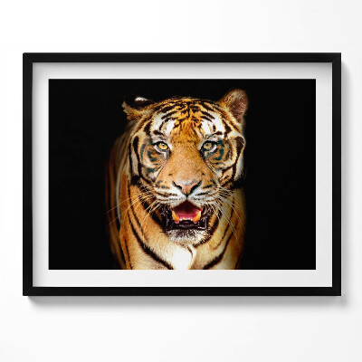 Tablou living cu rama O pisică tigru sălbatică distinctivă