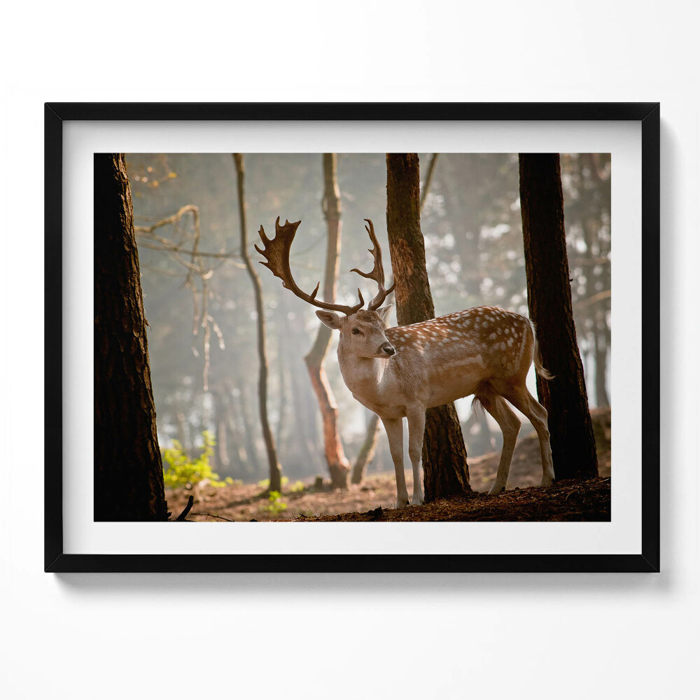 Tablou living cu rama Cerbi în strălucirea soarelui care răsare