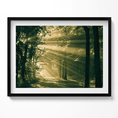 Tablou living cu rama Razele soarelui în pădure