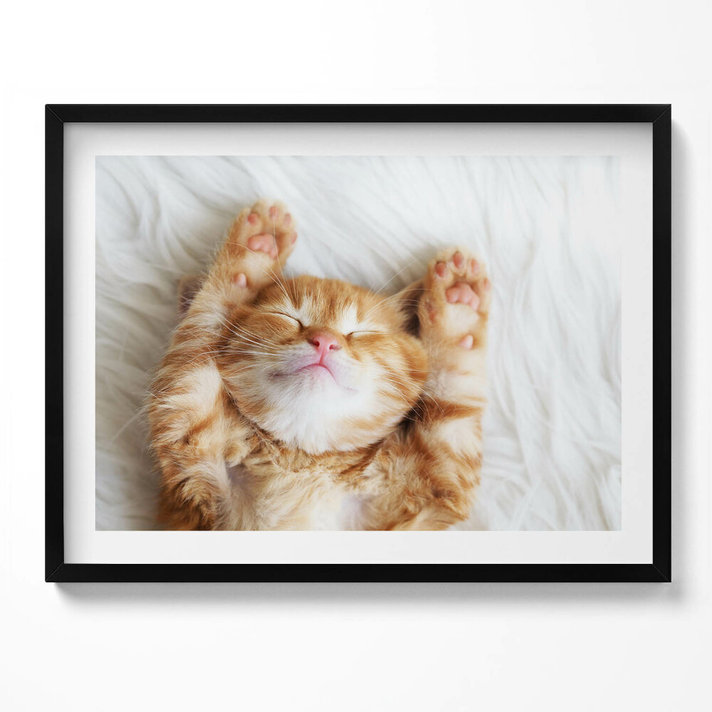 Tablou rama Pisicuță adormită