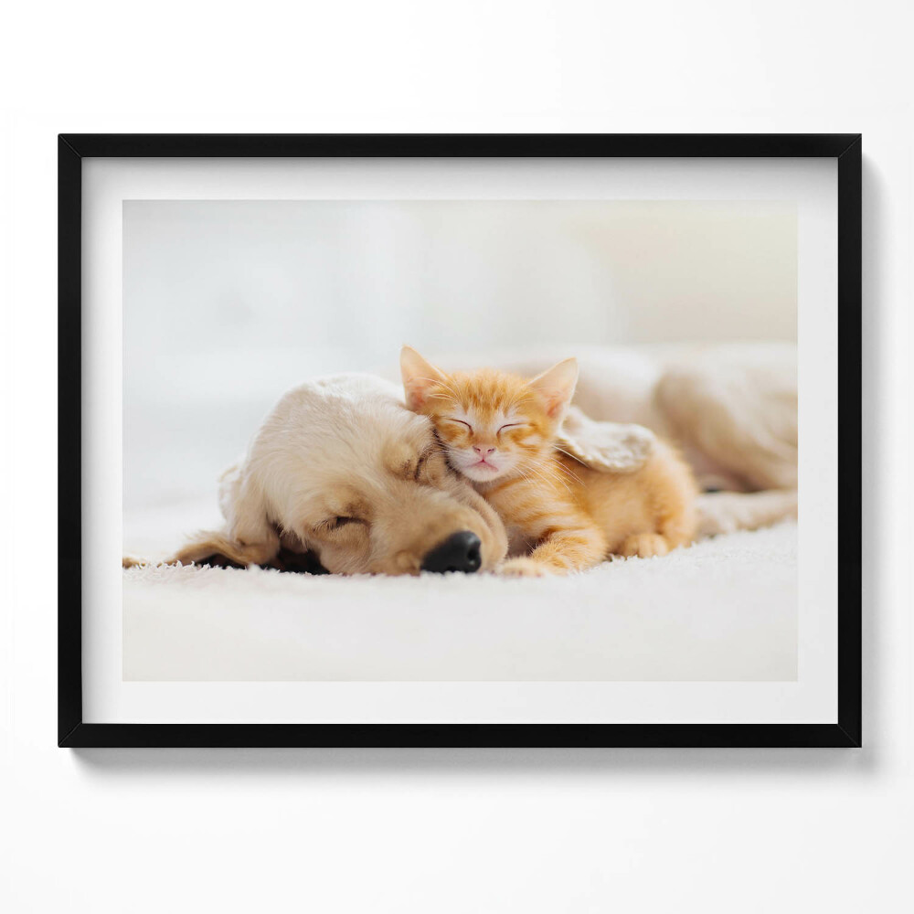 Tablou living cu rama Animale care dorm, pisică și câine