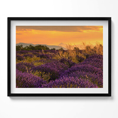 Tablou rama Pajiște de lavandă Provence Franța