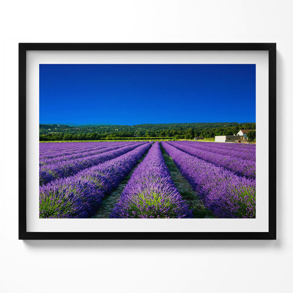 Tablou rama Câmp de lavandă în Provence