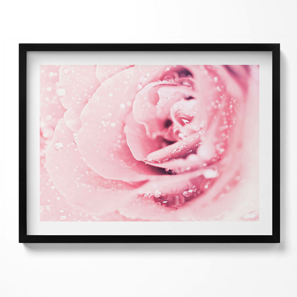 Tablou living cu rama Picături de rouă și flori de trandafir