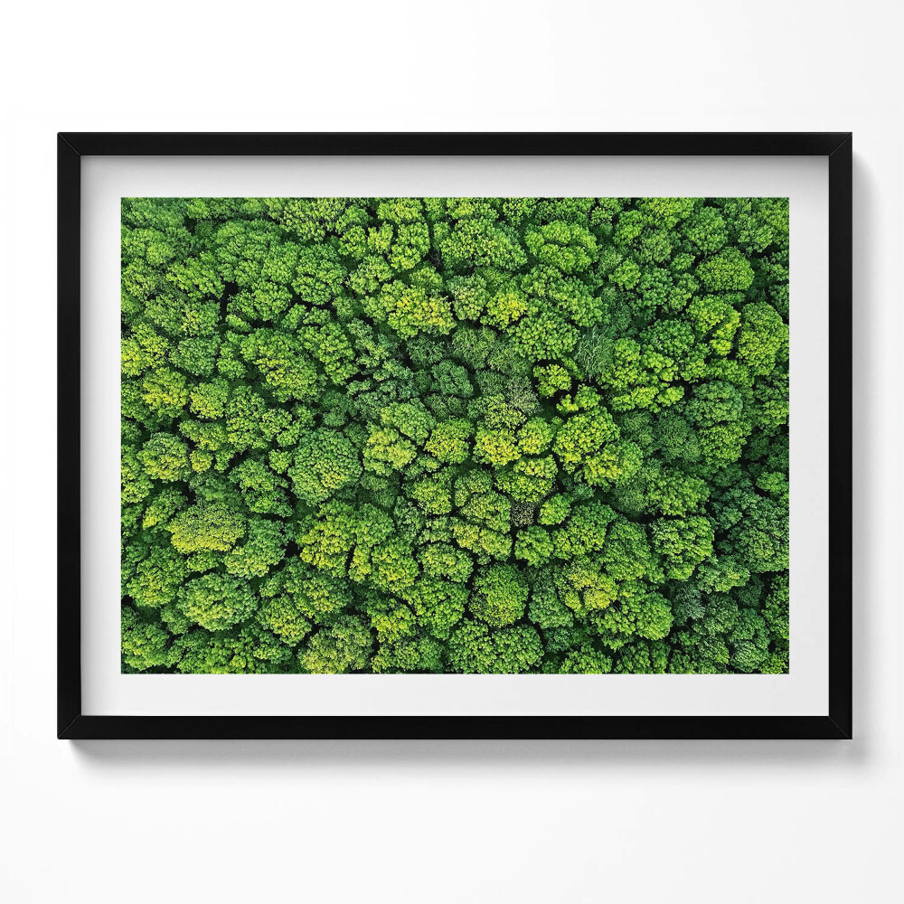 Tablou rama Plante naturale mușchi