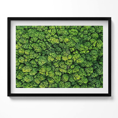 Tablou rama Plante naturale mușchi