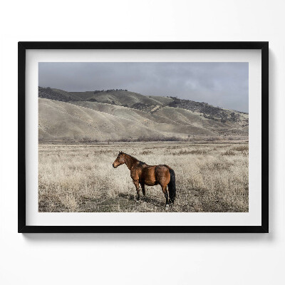 Tablou rama Un cal călare printre iarbă