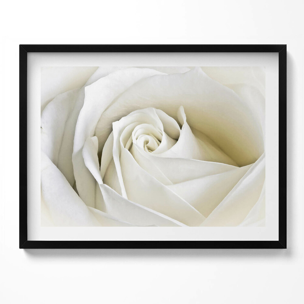 Tablou living cu rama Petale delicate de trandafir alb