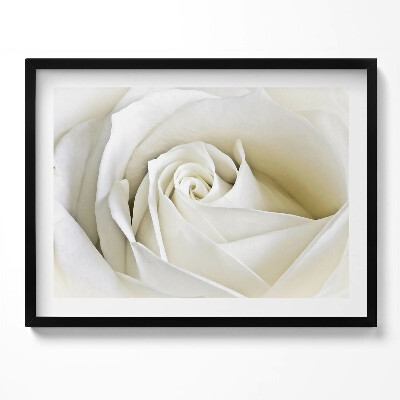Tablou living cu rama Petale delicate de trandafir alb
