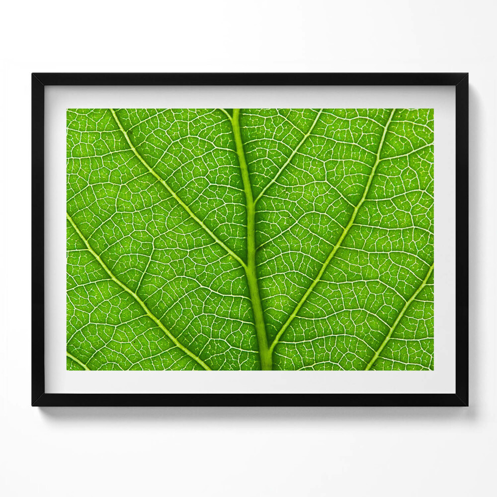 Tablou living cu rama Venele frunzelor verzi