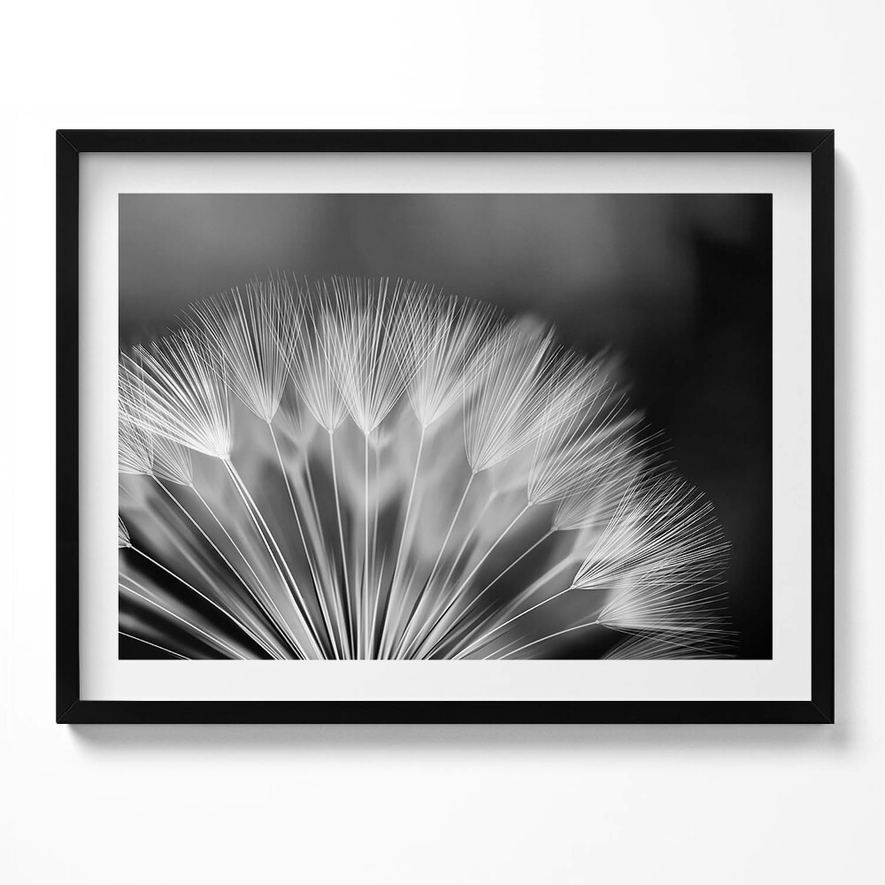 Tablou rama Prim-plan alb-negru al unei păpădii