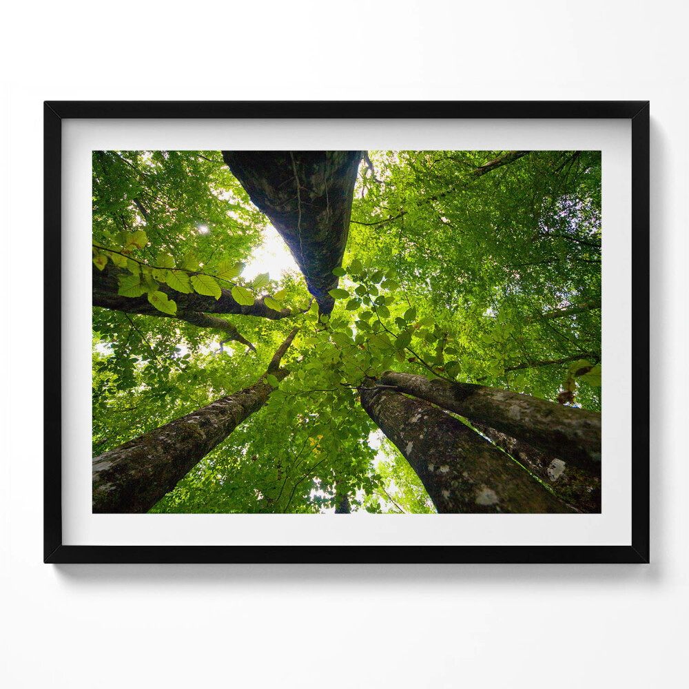 Tablou living cu rama Copaci cu frunze verzi