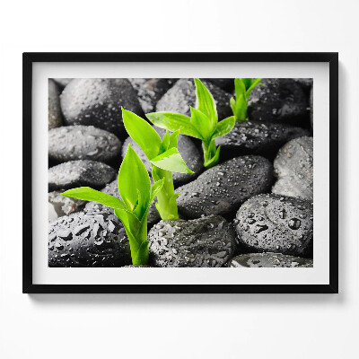 Tablou rama Plante verzi pe pietre ude