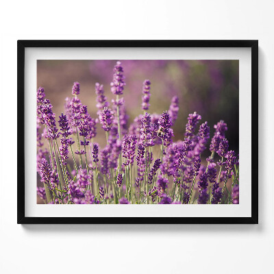 Tablou rama Pajiște cu flori de lavandă