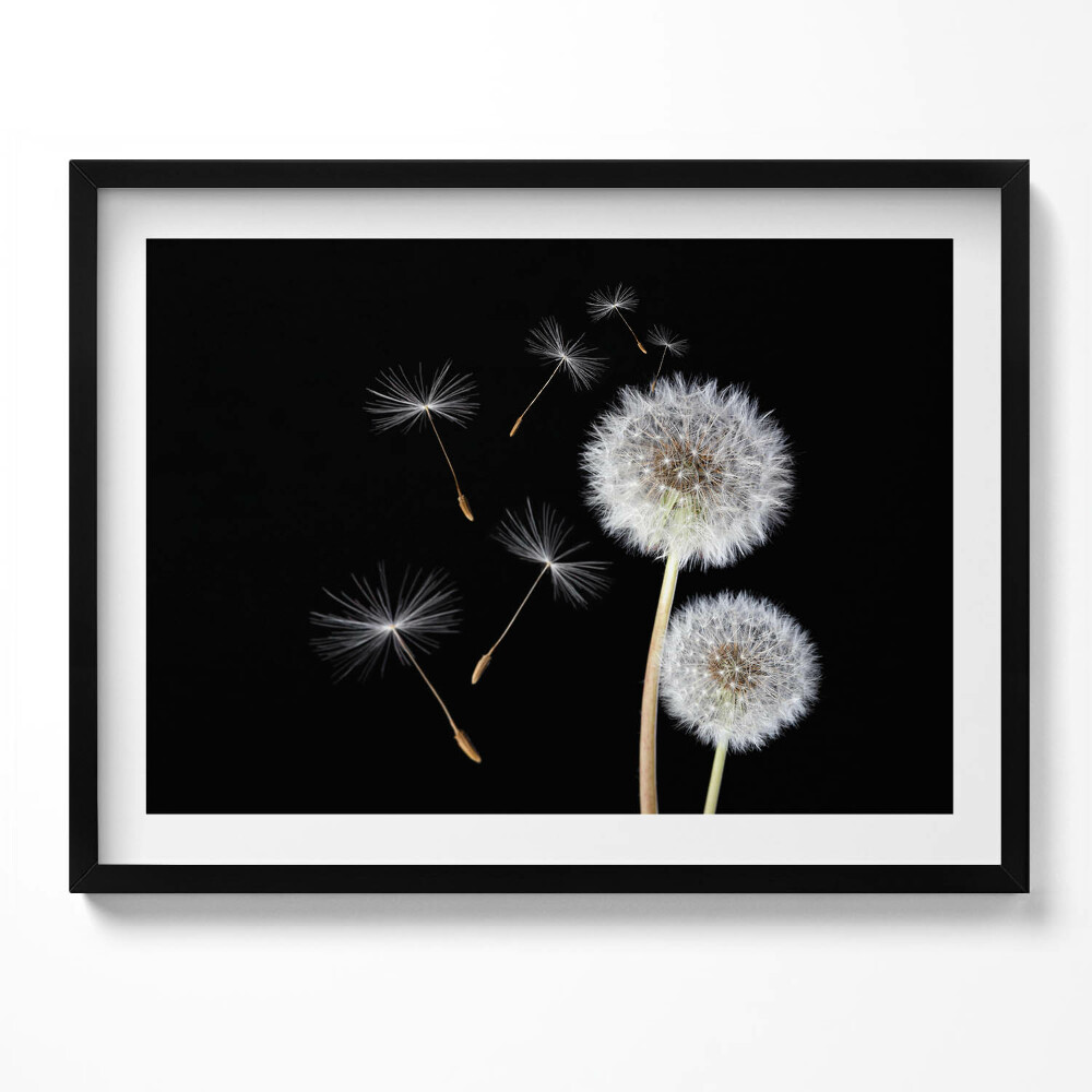 Tablou living cu rama Două păpădii