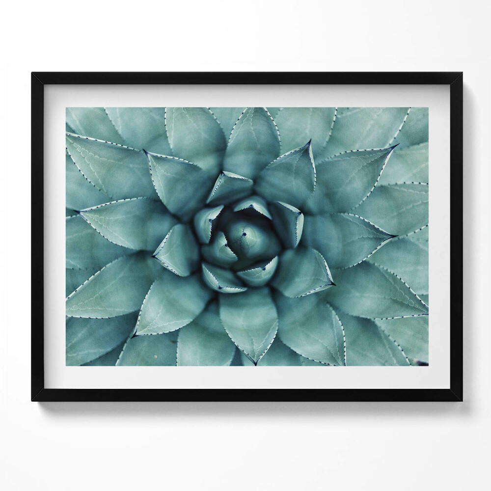 Tablou living cu rama Plantă suculentă verde