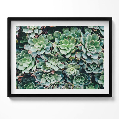 Tablou rama Plante suculente verzi