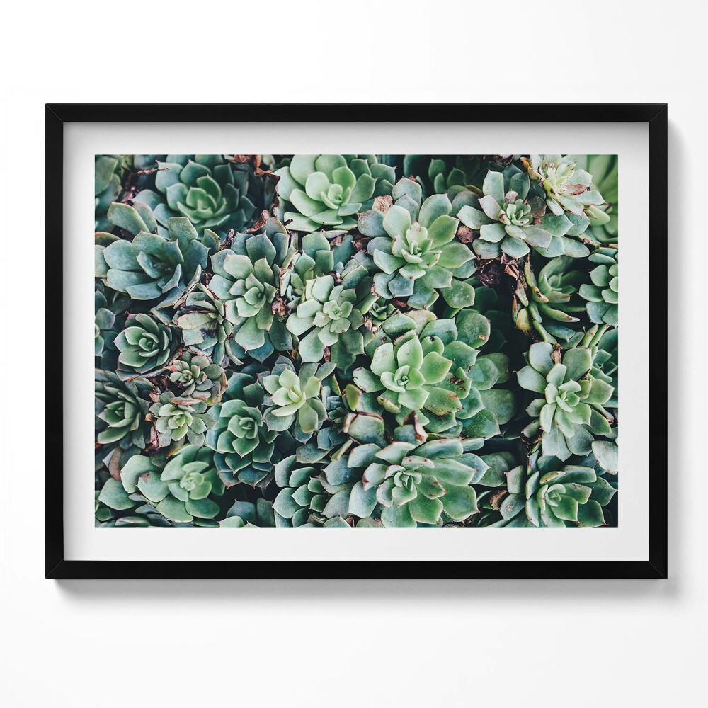 Tablou living cu rama Plante suculente verzi