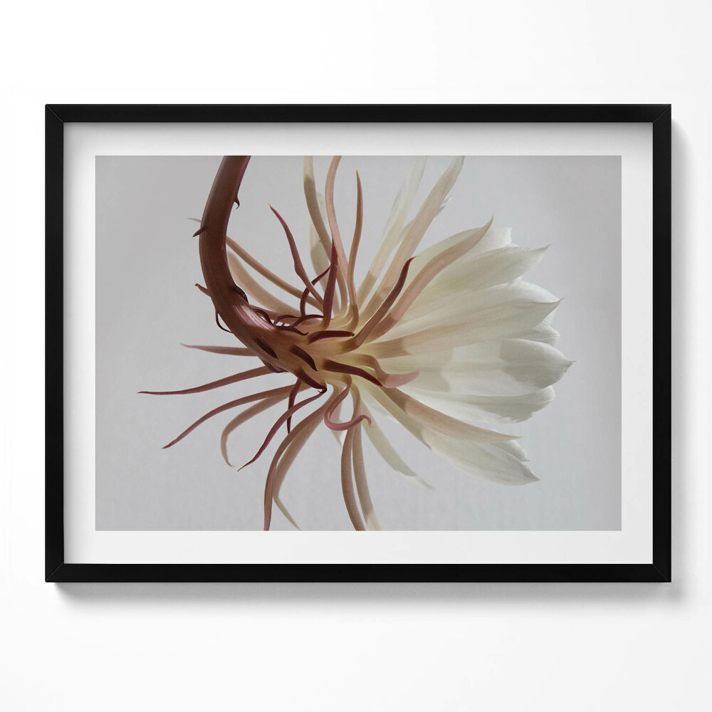 Tablou rama Plantă boho delicată