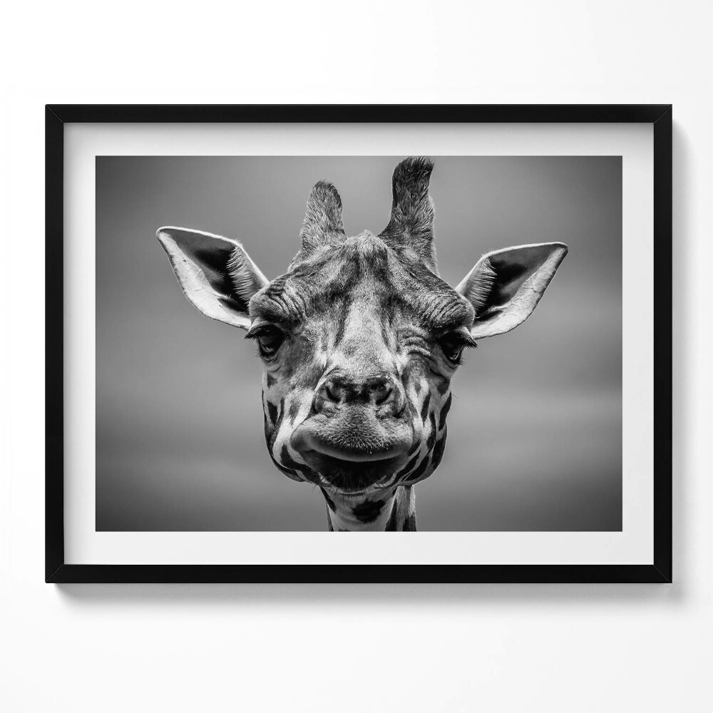 Tablou rama Cap de girafă alb-negru