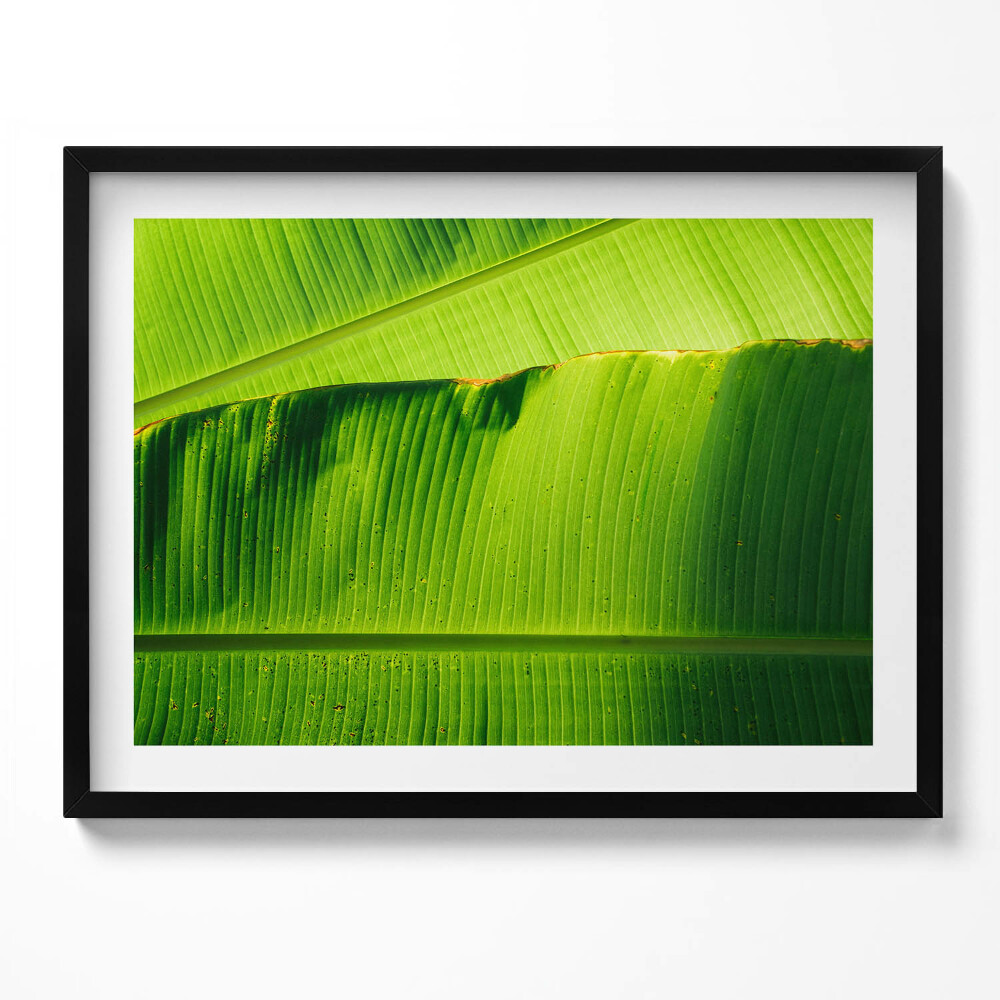 Tablou living cu rama Frunze verzi de bananier la soare