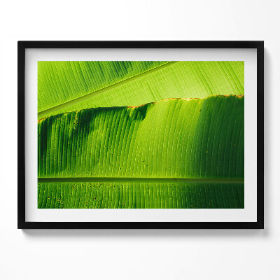Tablou living cu rama Frunze verzi de bananier la soare