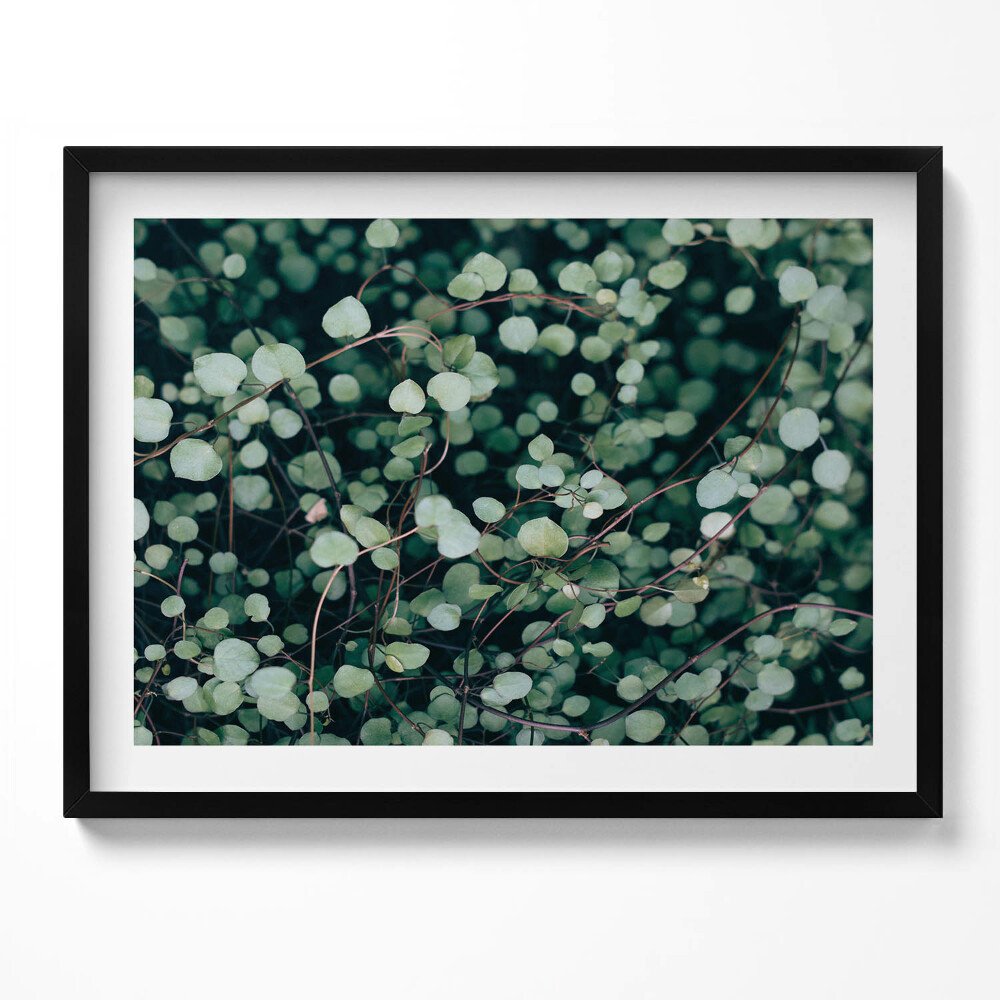 Tablou rama Frunzele mici ale plantei