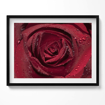 Tablou living cu rama Prim-plan al unui trandafir roșu în rouă