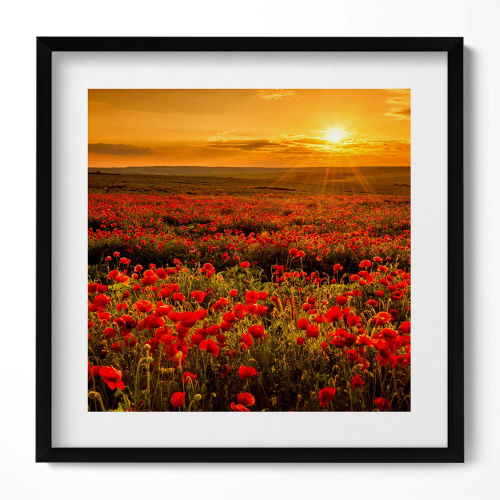 Tablou rama unic Peisaj al unei pajiști cu flori de mac