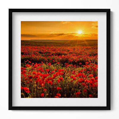 Tablou rama unic Peisaj al unei pajiști cu flori de mac