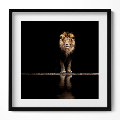 Tablou rama unic Leu sălbatic, animal singuratic