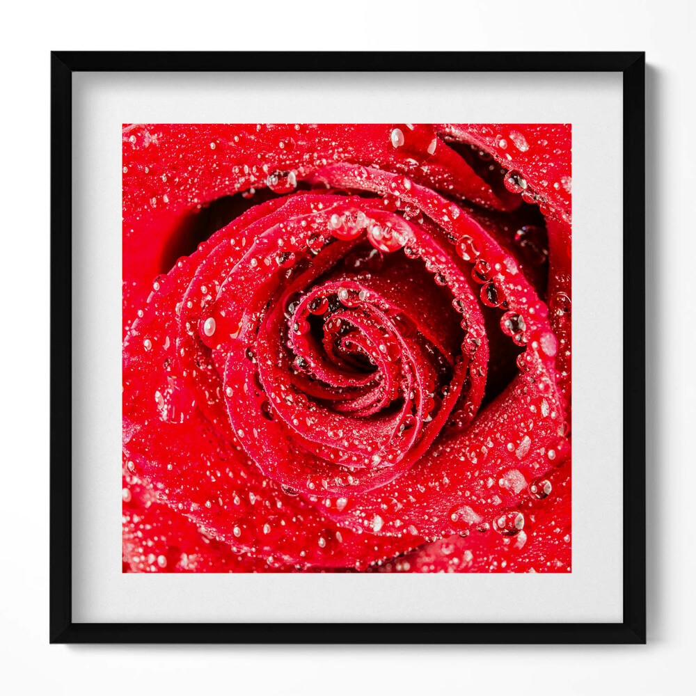 Tablou rama unic Rouă pe petalele unui trandafir roșu
