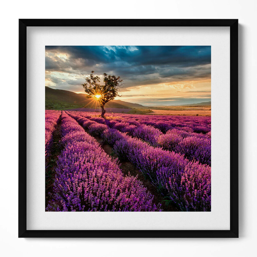 Tablou rama unic Peisaj de câmp de lavandă