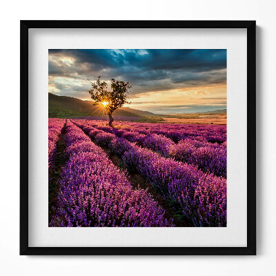 Tablou rama unic Peisaj de câmp de lavandă