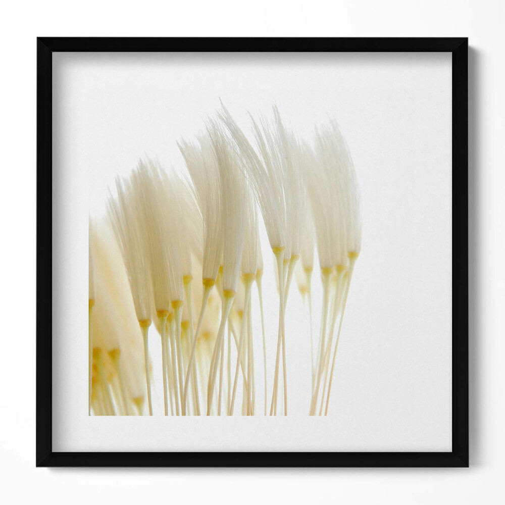 Tablou rama unic Ierburi albe delicate
