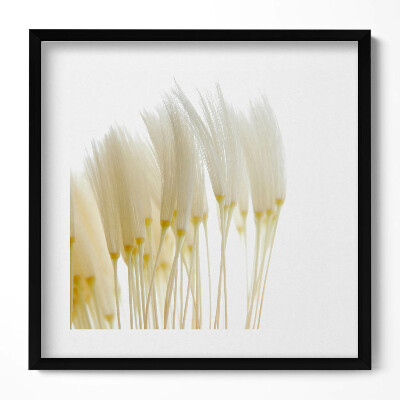 Tablou rama unic Ierburi albe delicate
