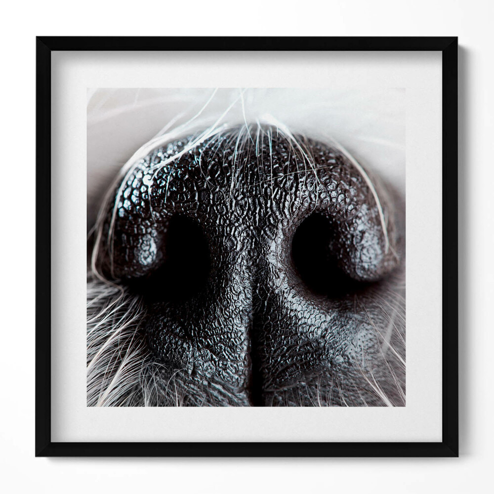 Tablou rama unic Prim-plan al nasului unui animal