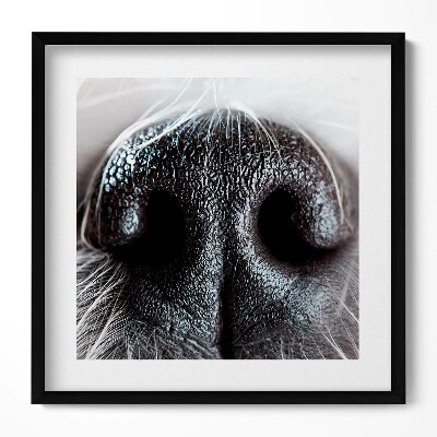 Tablou rama unic Prim-plan al nasului unui animal