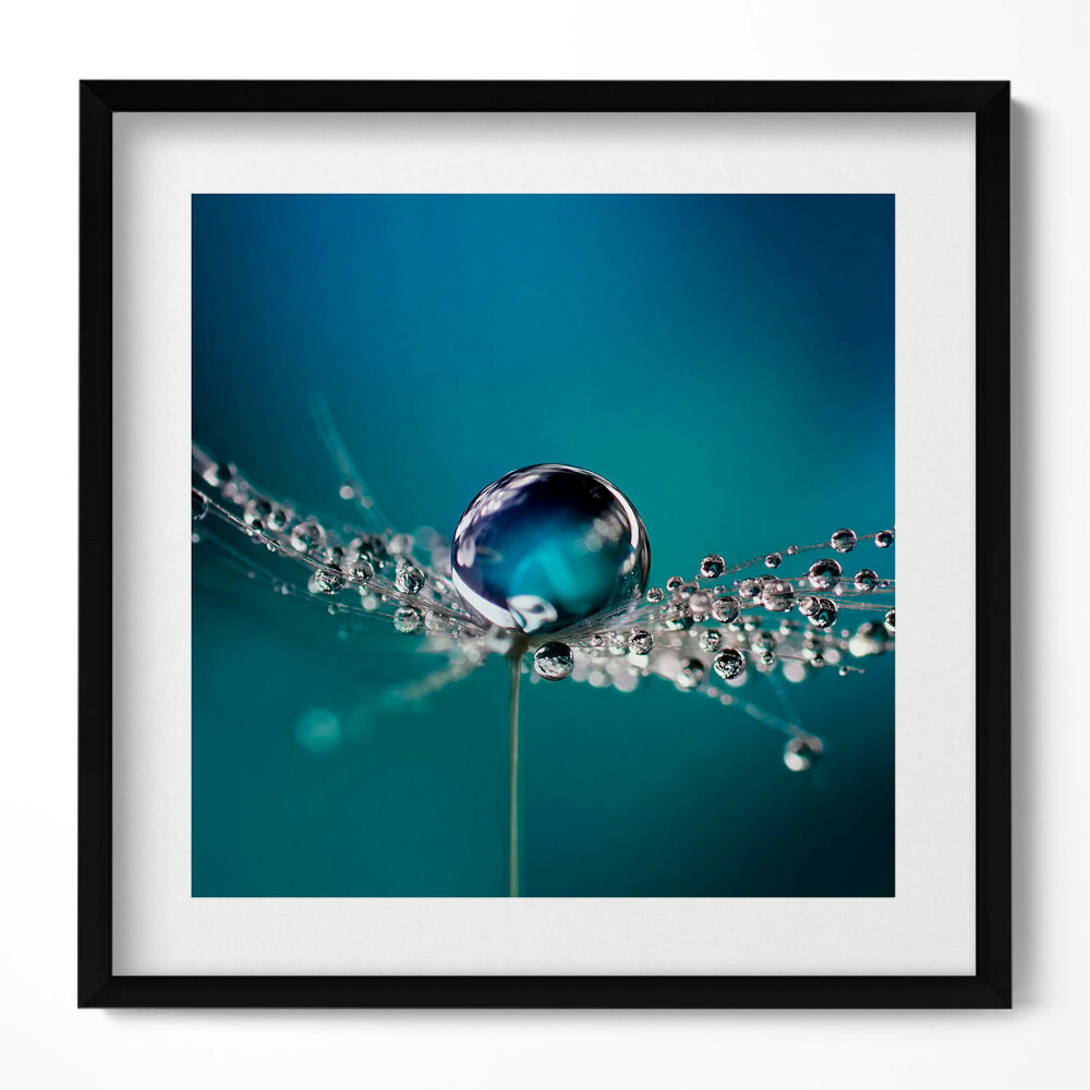 Tablou rama unic O picătură de rouă pe o păpădie