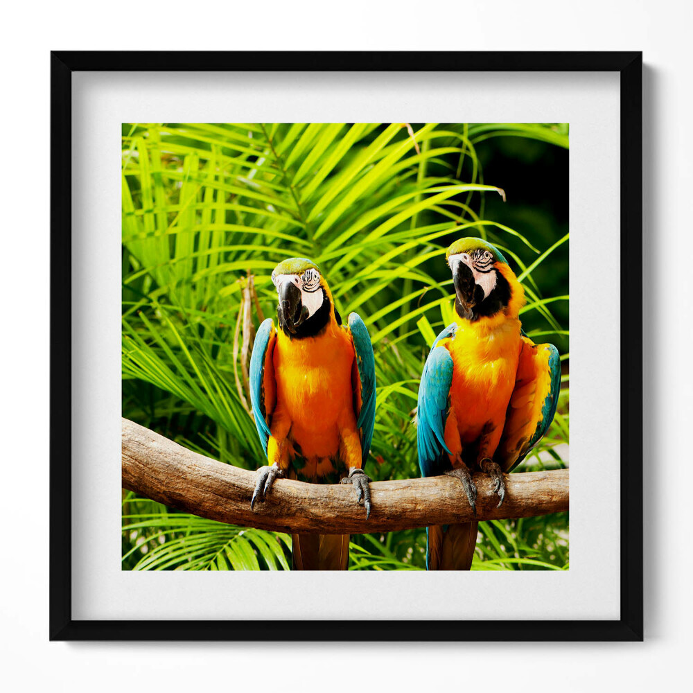 Tablou rama unic Doi papagali macaw colorați în junglă