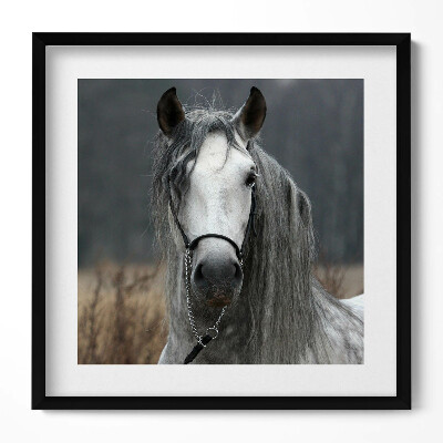 Tablou rama unic Cal alb