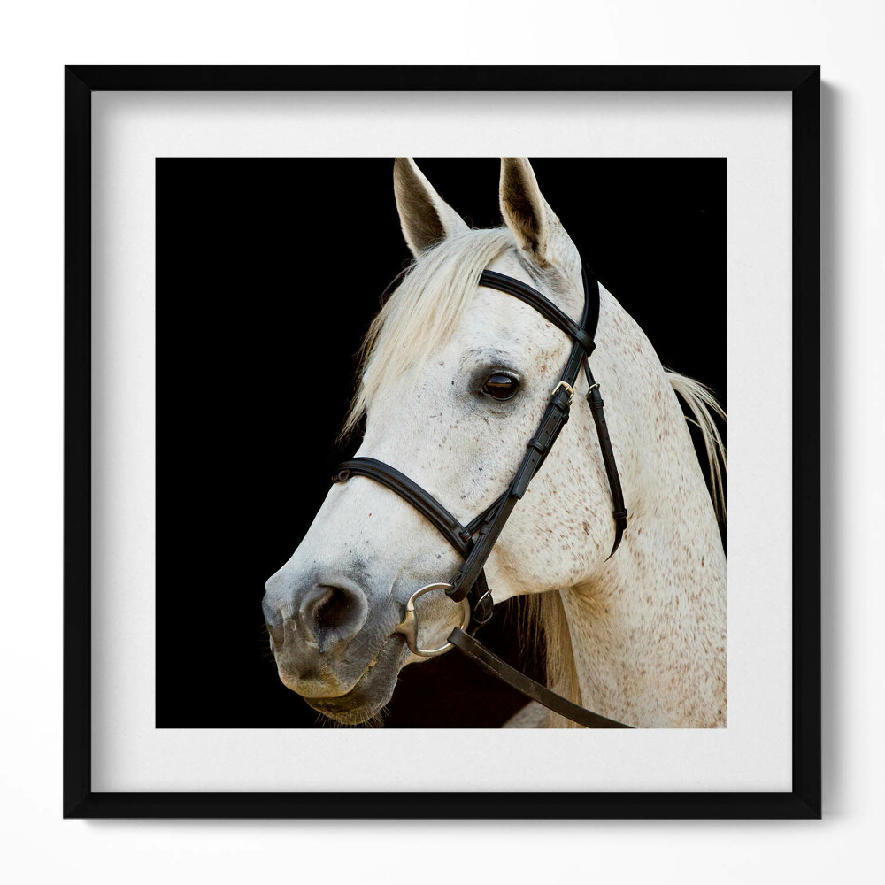 Tablou living cu rama unic Cal alb