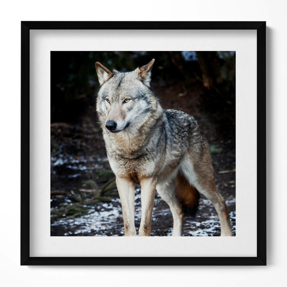 Tablou living cu rama unic Lupul sălbatic în pădure