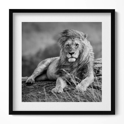 Tablou rama unic Leul animal maiestuos