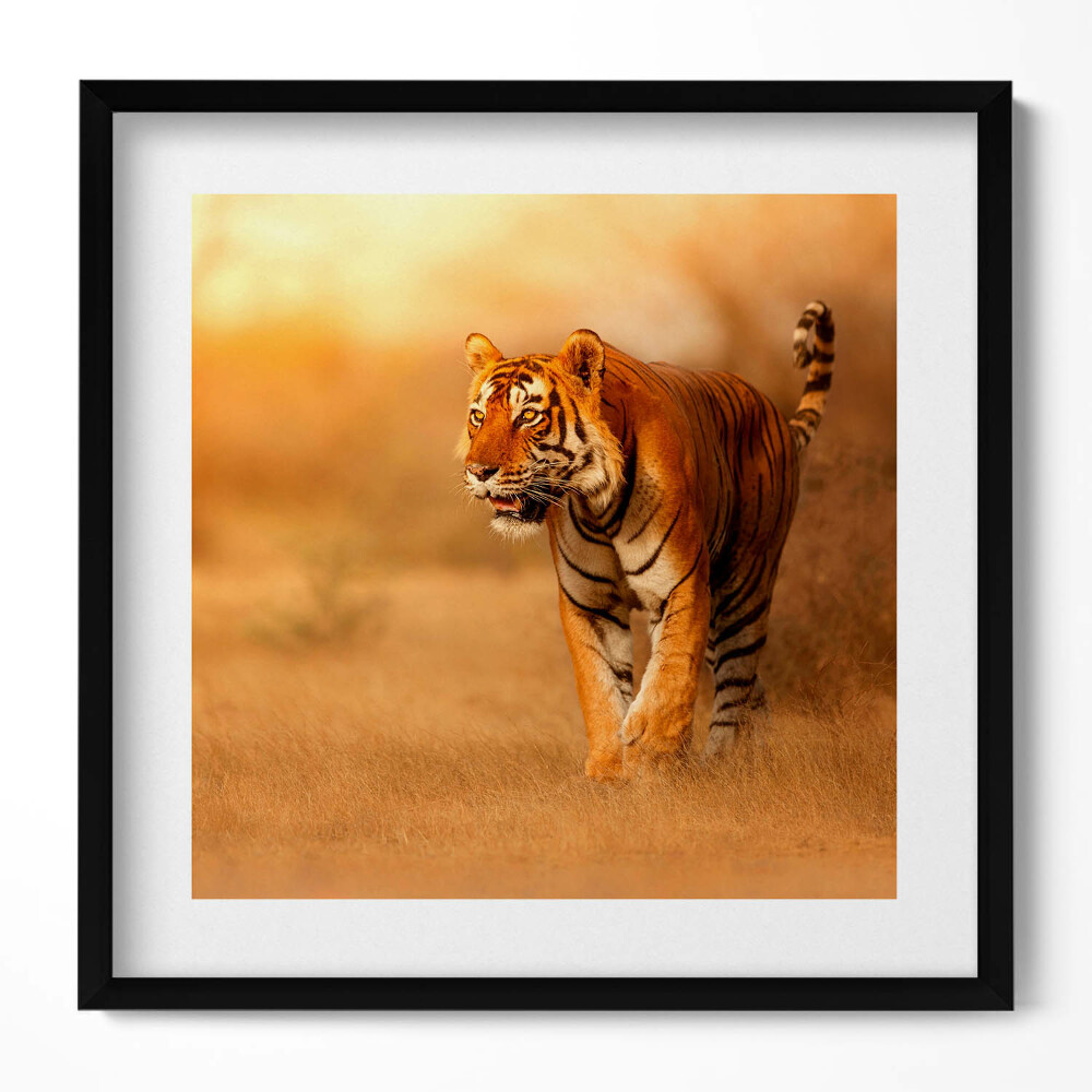 Tablou rama unic Tigru sălbatic la vânătoare