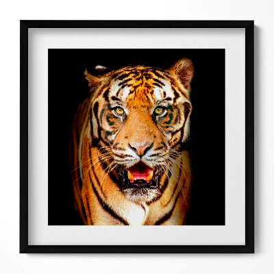 Tablou rama unic O pisică tigru sălbatică distinctivă